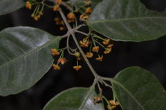 Salacia fruticosa
